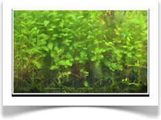 Landscaping Austin